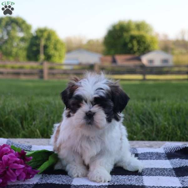 Carly, Teddy Bear Puppy